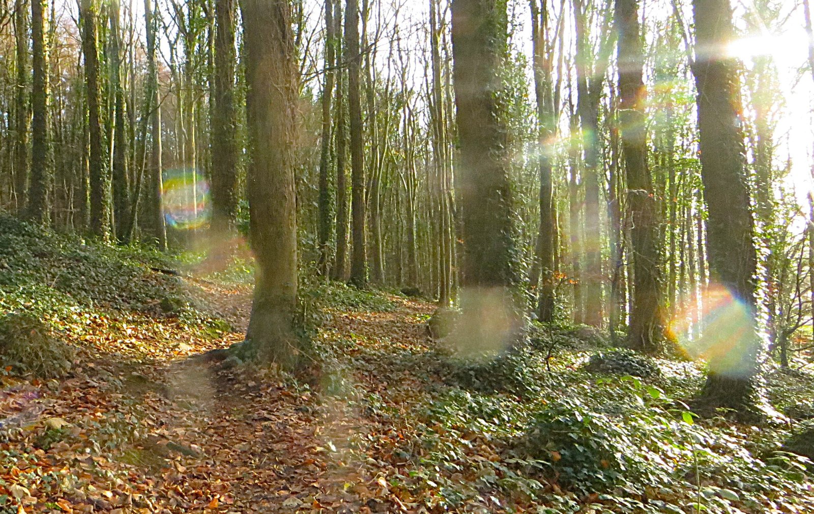 Rainbow-coloured orbs among sunlit woodland trees and a leaf-covered path, photographed by Biggi Hofmann